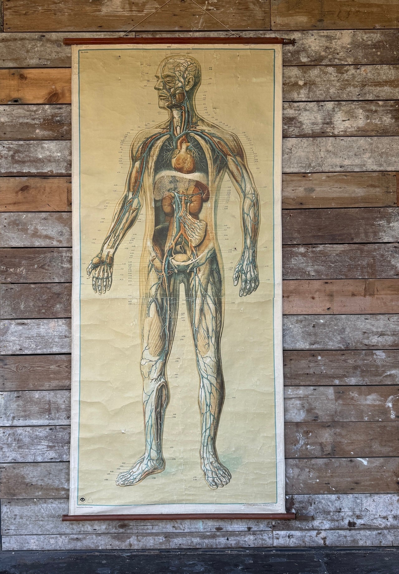 Vintage anatomical teaching poster