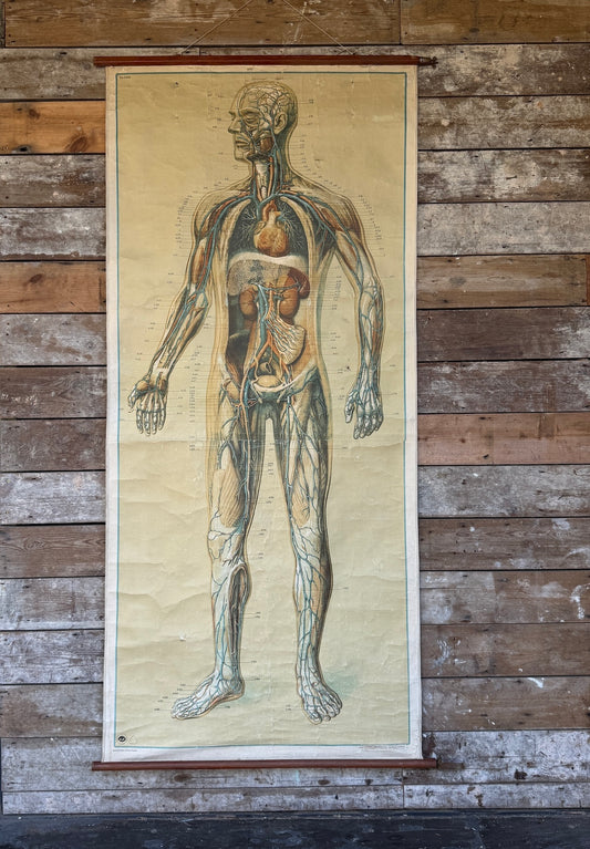 Vintage anatomical teaching poster