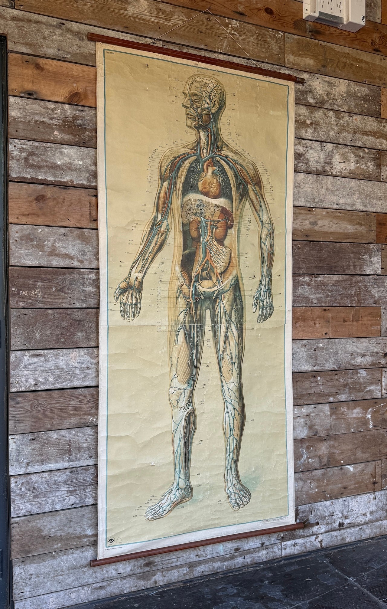 Vintage anatomical teaching poster