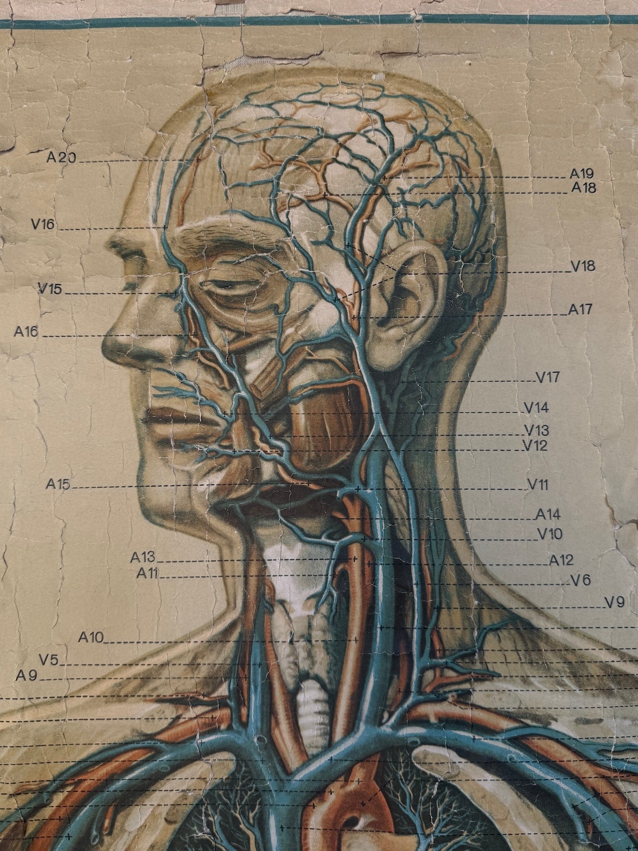Vintage anatomical teaching poster