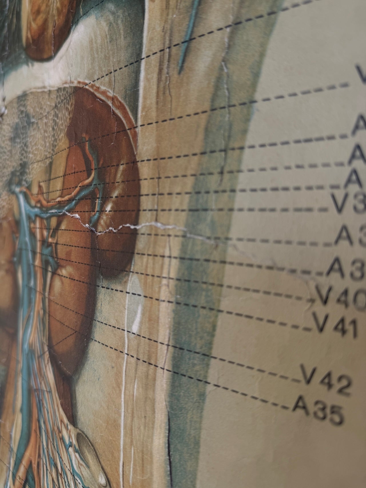 Vintage anatomical teaching poster